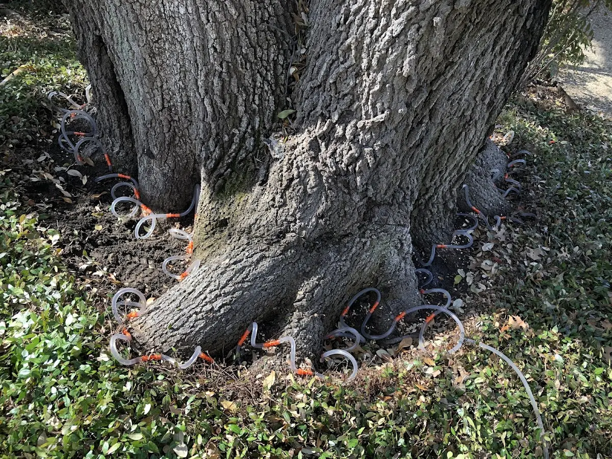 Detailed Tree Cabling and Bracing job site in Woodsville