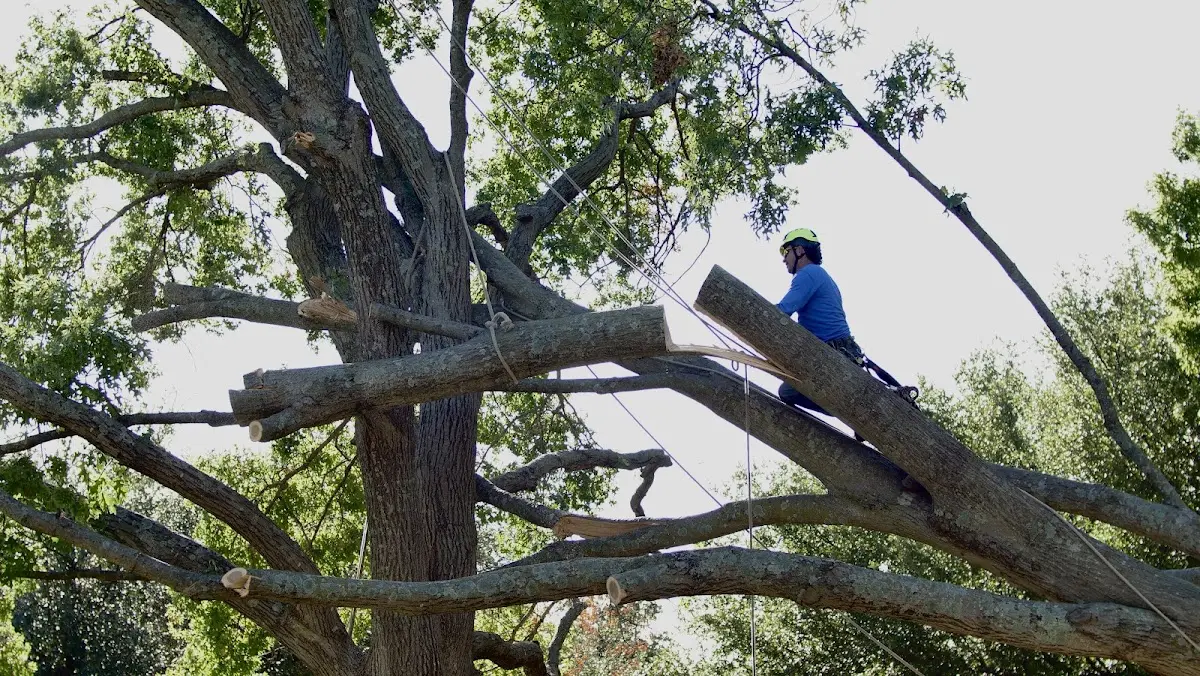 Professional Crown Thinning performed by certified arborists in Woodsville