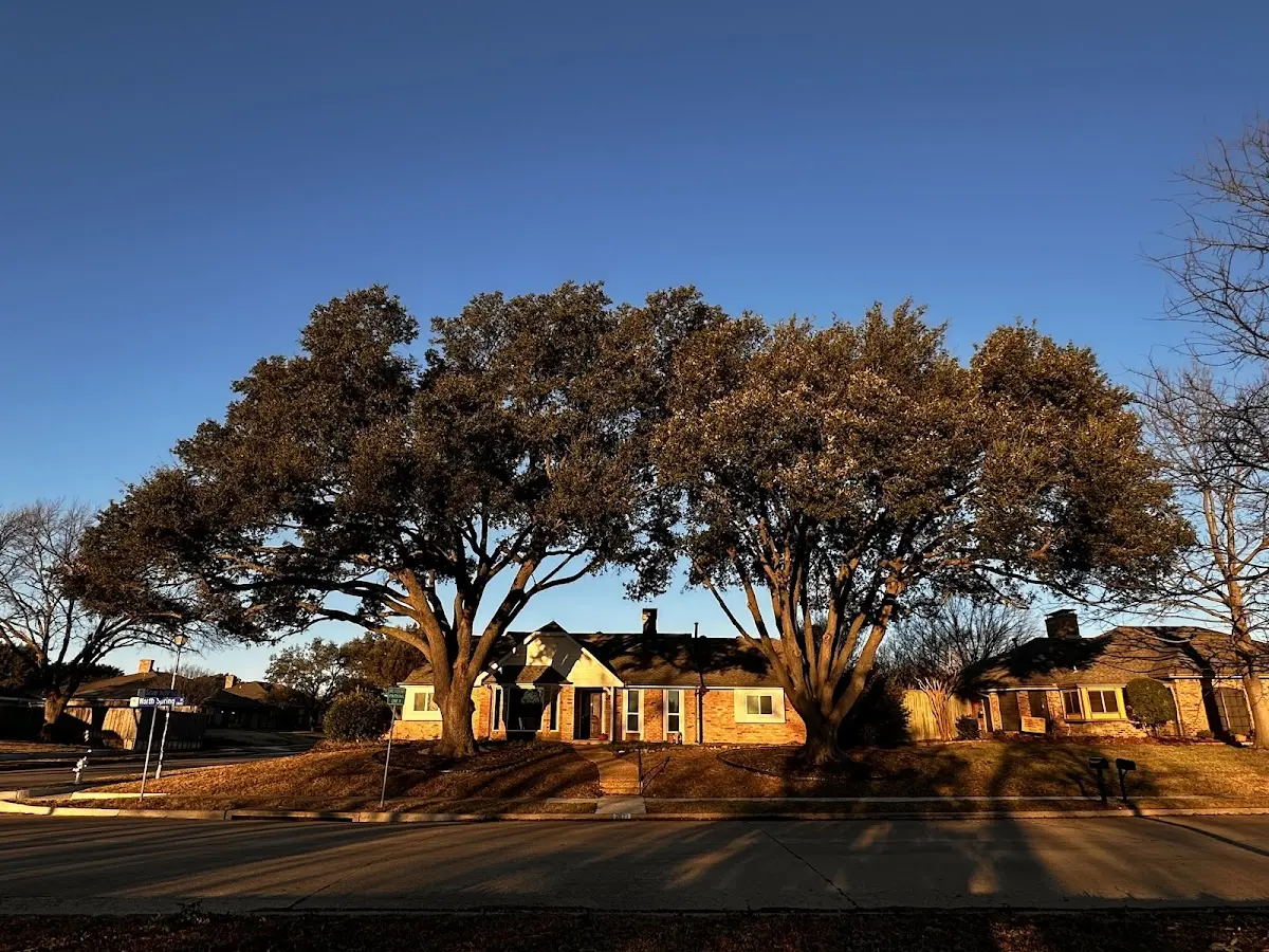 Established residential canopy tree shading a home in Woodsville