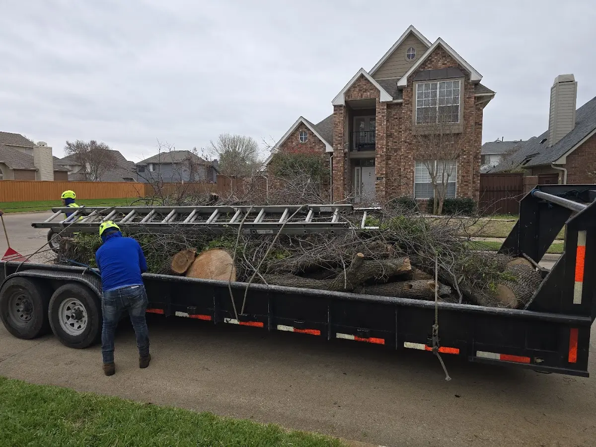 Expert Tree Pest Control with proper safety equipment in Woodsville